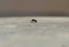 Salticinae