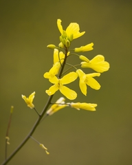 Brassica barrelieri