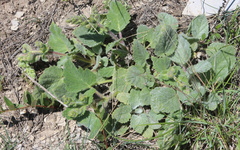 Salvia verbascifolia