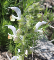 Salvia verbascifolia