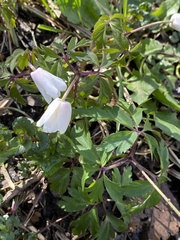 Anemonoides nemorosa