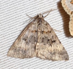 Dichromodes longidens