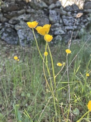 Ranunculus gregarius