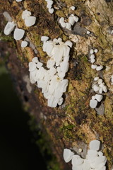 Physalacria australiensis