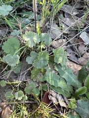 Ranunculus gregarius