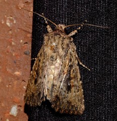 Dasygaster padockina