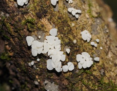 Physalacria australiensis