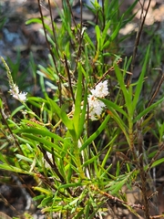 Polygonella robusta