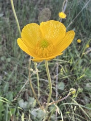 Ranunculus gregarius