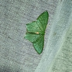 Chloropteryx tepperaria