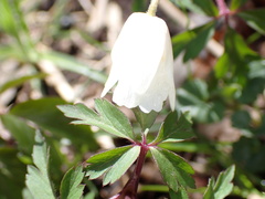 Anemonoides nemorosa