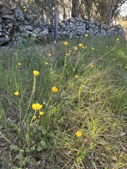 Ranunculus gregarius
