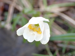 Anemonoides nemorosa