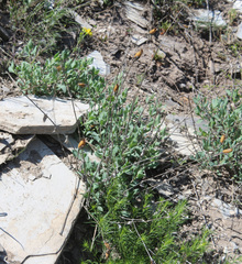 Silene chlorifolia