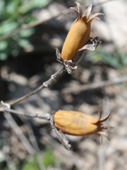 Silene chlorifolia