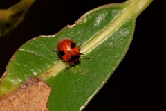 Tinosis bicolor
