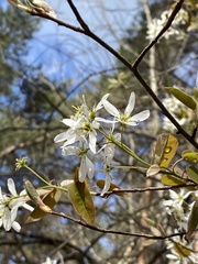 Amelanchier