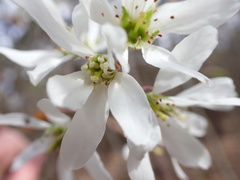 Amelanchier