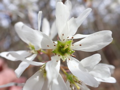 Amelanchier