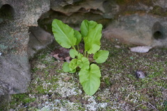 Primula frenchii