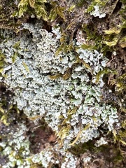 Cladonia