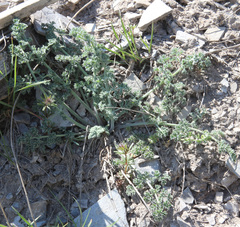 Zosima absinthifolia