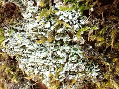 Cladonia
