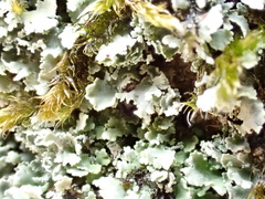Cladonia