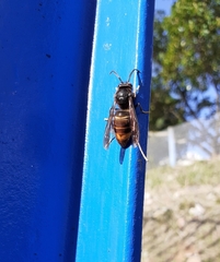 Vespa velutina