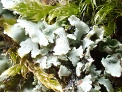 Cladonia