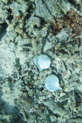 Pinctada margaritifera