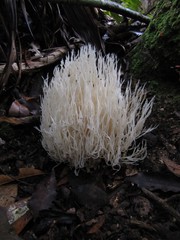 Aphelaria complanata