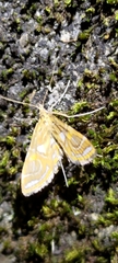 Paracymoriza cataclystalis