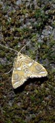 Paracymoriza cataclystalis