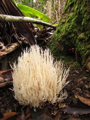 Aphelaria complanata