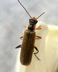 Cantharis decipiens