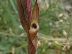 Serapias politisii