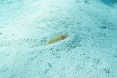 Mitra mitra