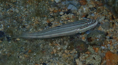 Valenciennea muralis