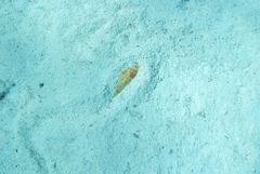 Mitra mitra