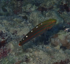 Koumansetta rainfordi