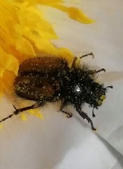 Chasmatopterus