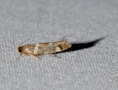 Macrobathra alternatella