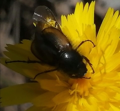 Chasmatopterus