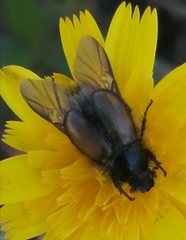 Chasmatopterus