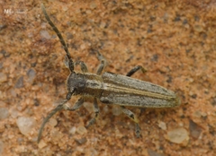 Conizonia allardi