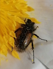 Chasmatopterus