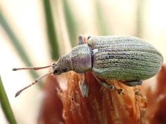 Phyllobius pyri