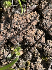 Clavascidium lacinulatum