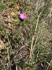 Silene dioica